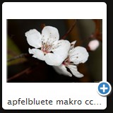 apfelbluete makro ccw 2010 17