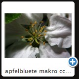 apfelbluete makro ccw 2010 19