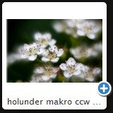 holunder makro ccw 2010 1