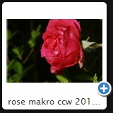 rose makro ccw 2010 01