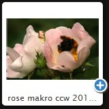 rose makro ccw 2010 04