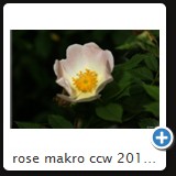 rose makro ccw 2010 07