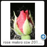 rose makro ccw 2010 0861
