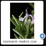 rosmarin makro ccw 2010 0316