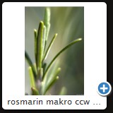 rosmarin makro ccw 2010 36